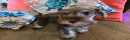 Miniature Schnauzer dogs for sale: Pamela - Ad 1