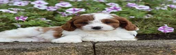 Cavapoo dogs for sale: Domino - Ad 5