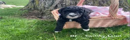 Mini Goldendoodle dogs for sale: Mini Goldendoodle Dandy Lion - Ad 4