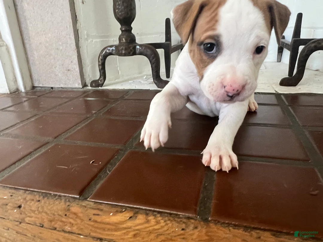 American Pit Bull Terrier dogs for sale: American Pit Bull Terrier Puppy 4 ( Lucky )  - Ad 7