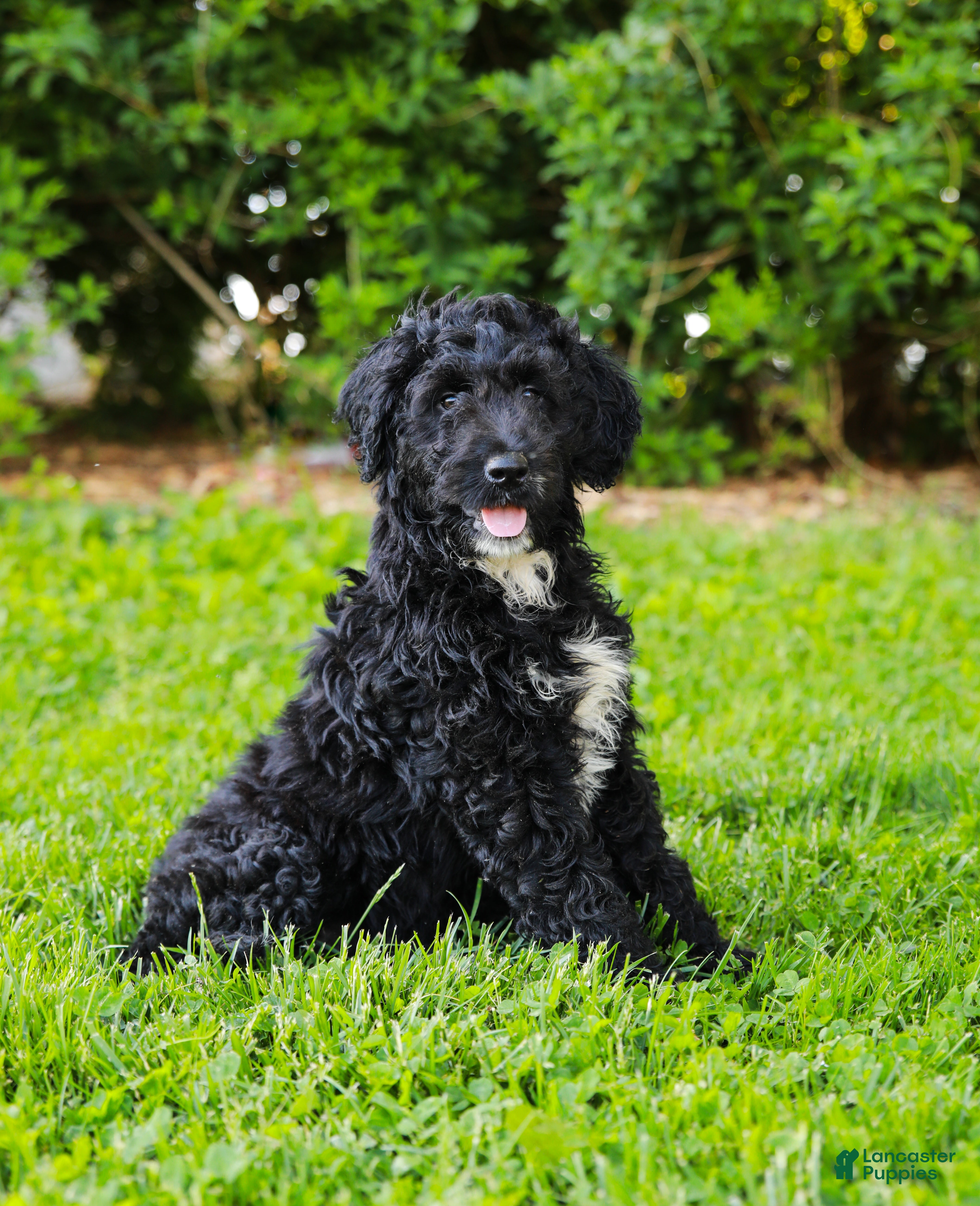 Aussiedoodle dogs for sale: Madison Standard - Ad 4