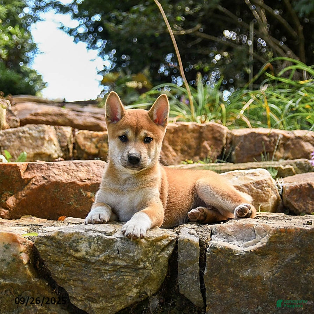 柴イヌ Ike Zook | Lancaster Puppies