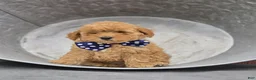 Miniature Poodle dogs for sale: Blake - Ad 5