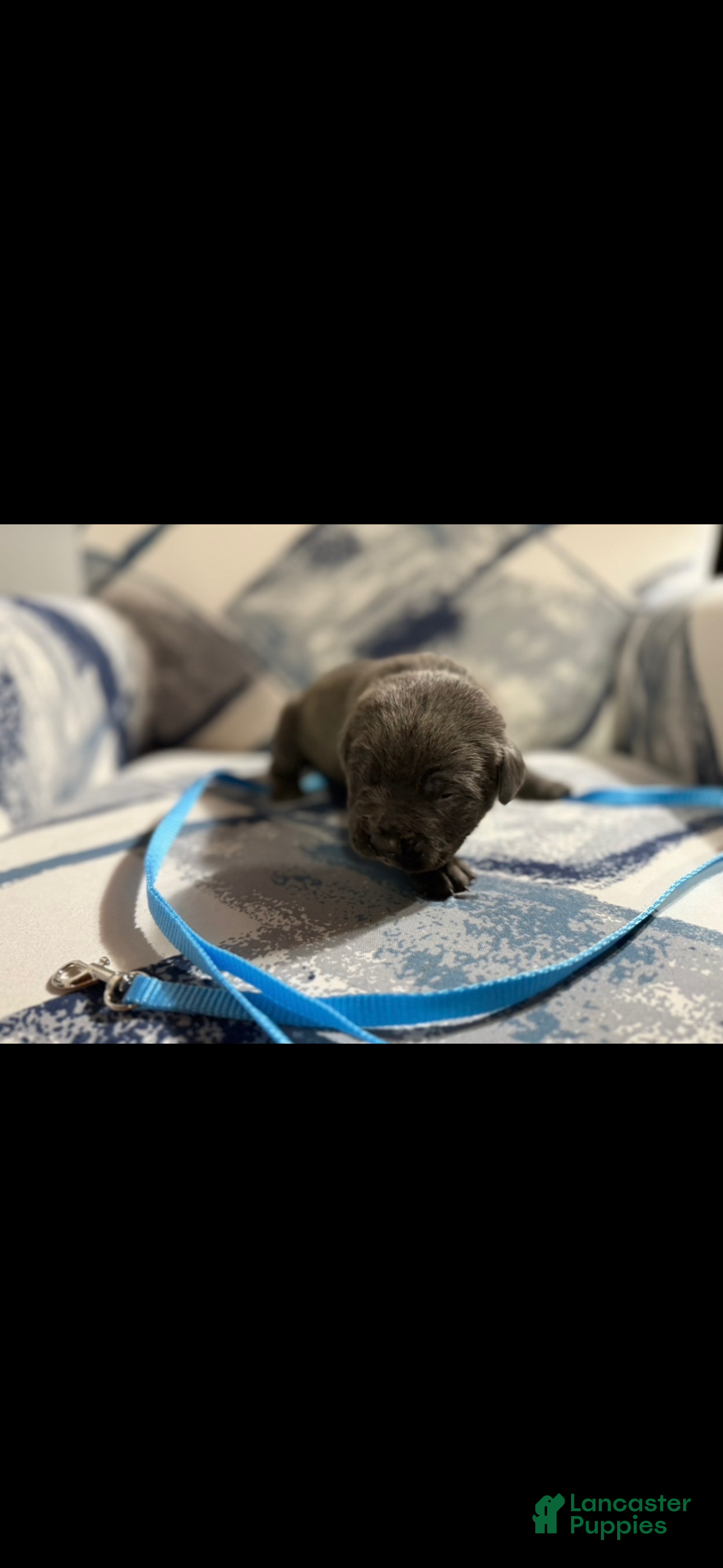 Cane Corso dogs Cane Corso Puppy 4 - Ad 15