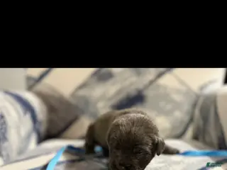 Cane Corso dogs Cane Corso Puppy 4 - Ad 15