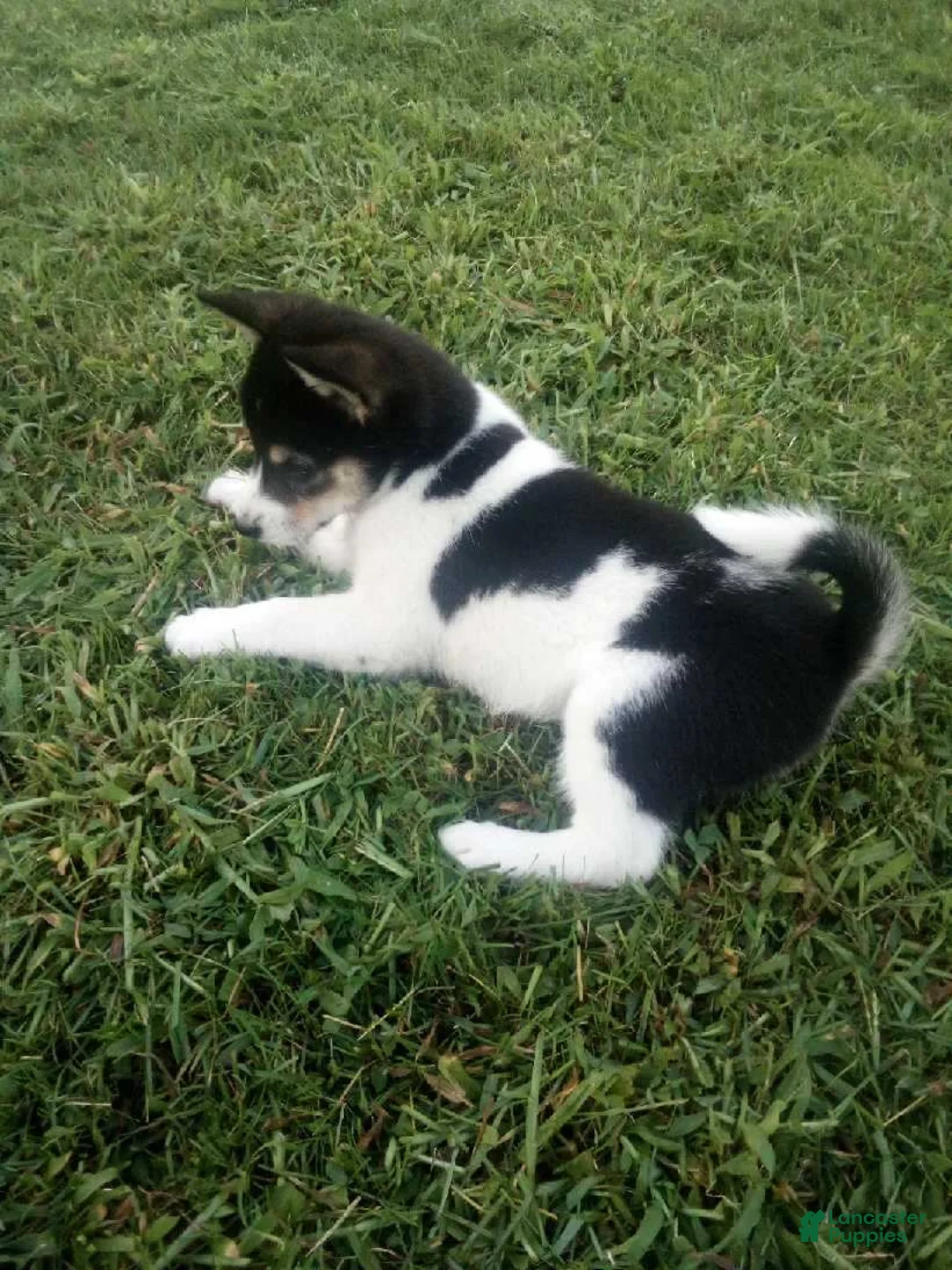 Shiba Inu dogs for sale: Shiba Inu 9 Stacy - Ad 2