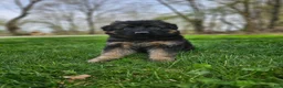 German Shepherd dogs for sale: Sniper  - Ad 6