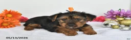 Yorkshire Terrier dogs for sale: Alex - Ad 2