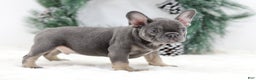 French Bulldog dogs for sale: Champ - Ad 1