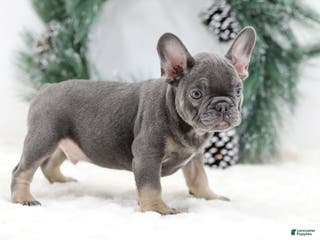 French Bulldog dogs Champ - Ad 28