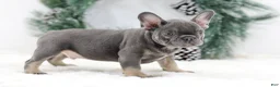 French Bulldog dogs for sale: Champ - Ad 1