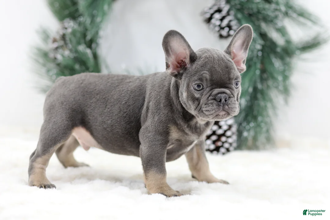 French Bulldog dogs for sale: Champ - Ad 1