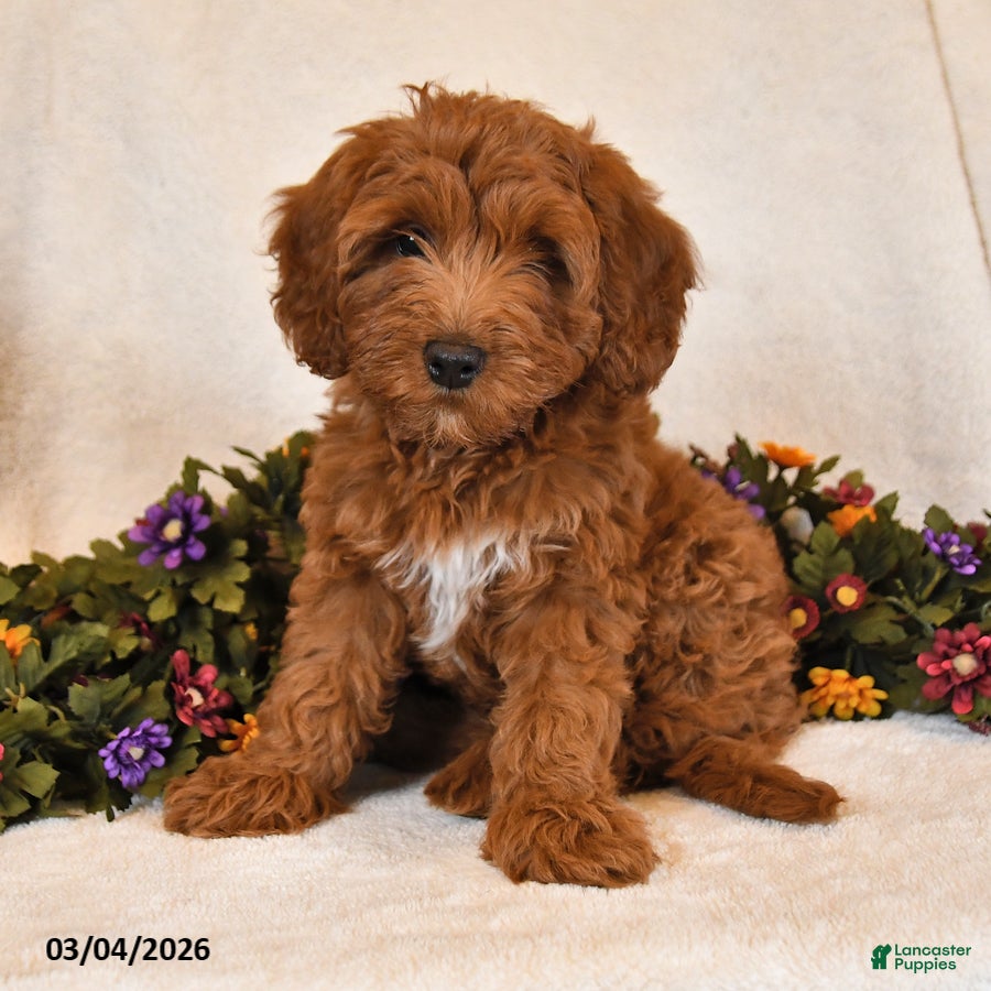 Goldendoodle dogs Oakley - Ad 2