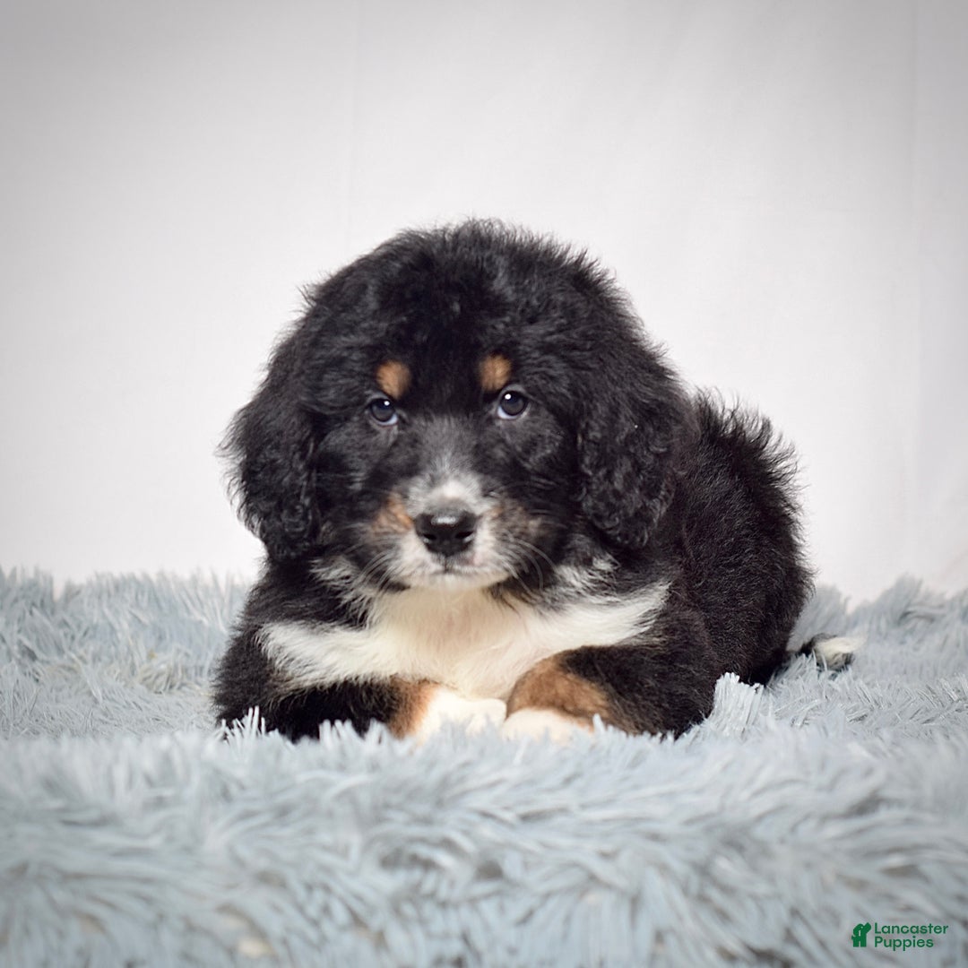 Bernedoodle dogs for sale: Mr. Teo - Ad 3