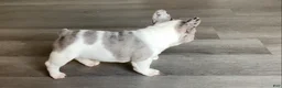 French Bulldog dogs for sale: Butler - Ad 8