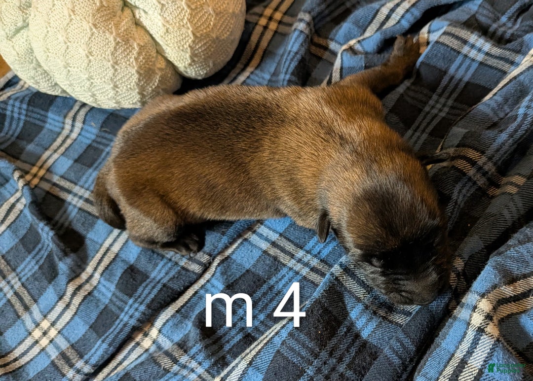 Belgian Malinois dogs for sale: Belgian Malinois Puppy 4 - Ad 4