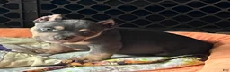 American Bully dogs for sale: TONKA - Ad 3