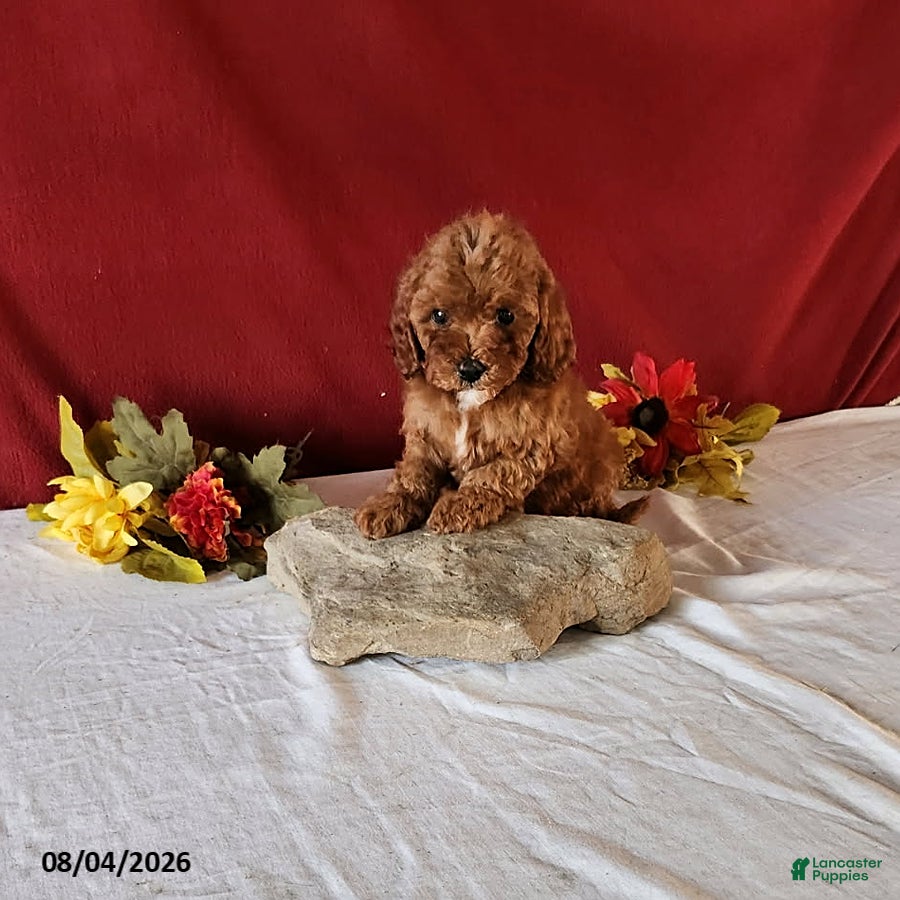 Cavapoo dogs Tara - Ad 2