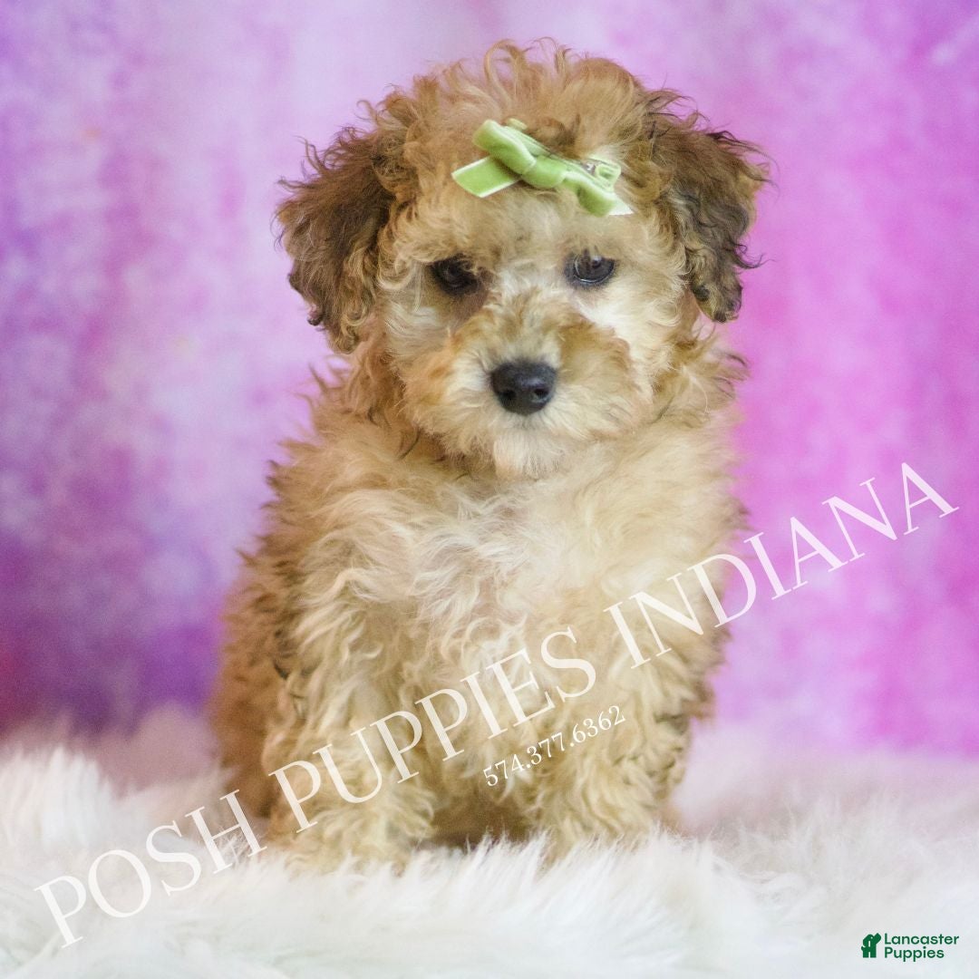 Toy Poodle dogs for sale: Blitzen - Ad 3