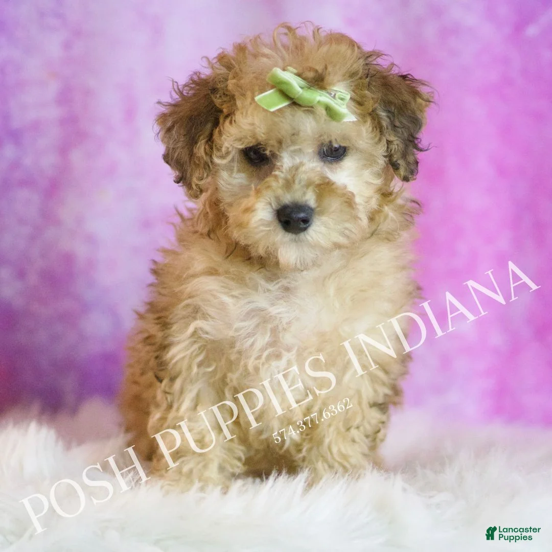 Toy Poodle dogs for sale: Blitzen - Ad 3