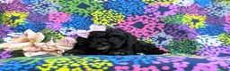 Cockapoo dogs for sale: Odette Hypoallergenic - Ad 5