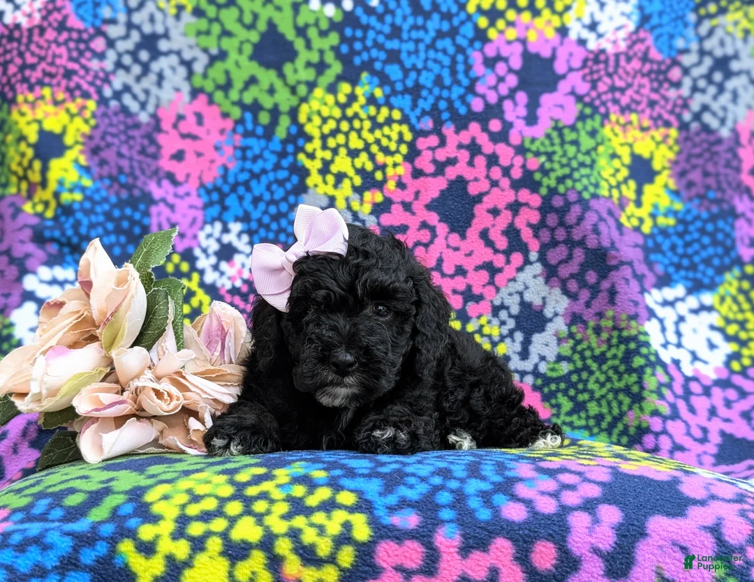 Cockapoo dogs for sale: Odette Hypoallergenic - Ad 5