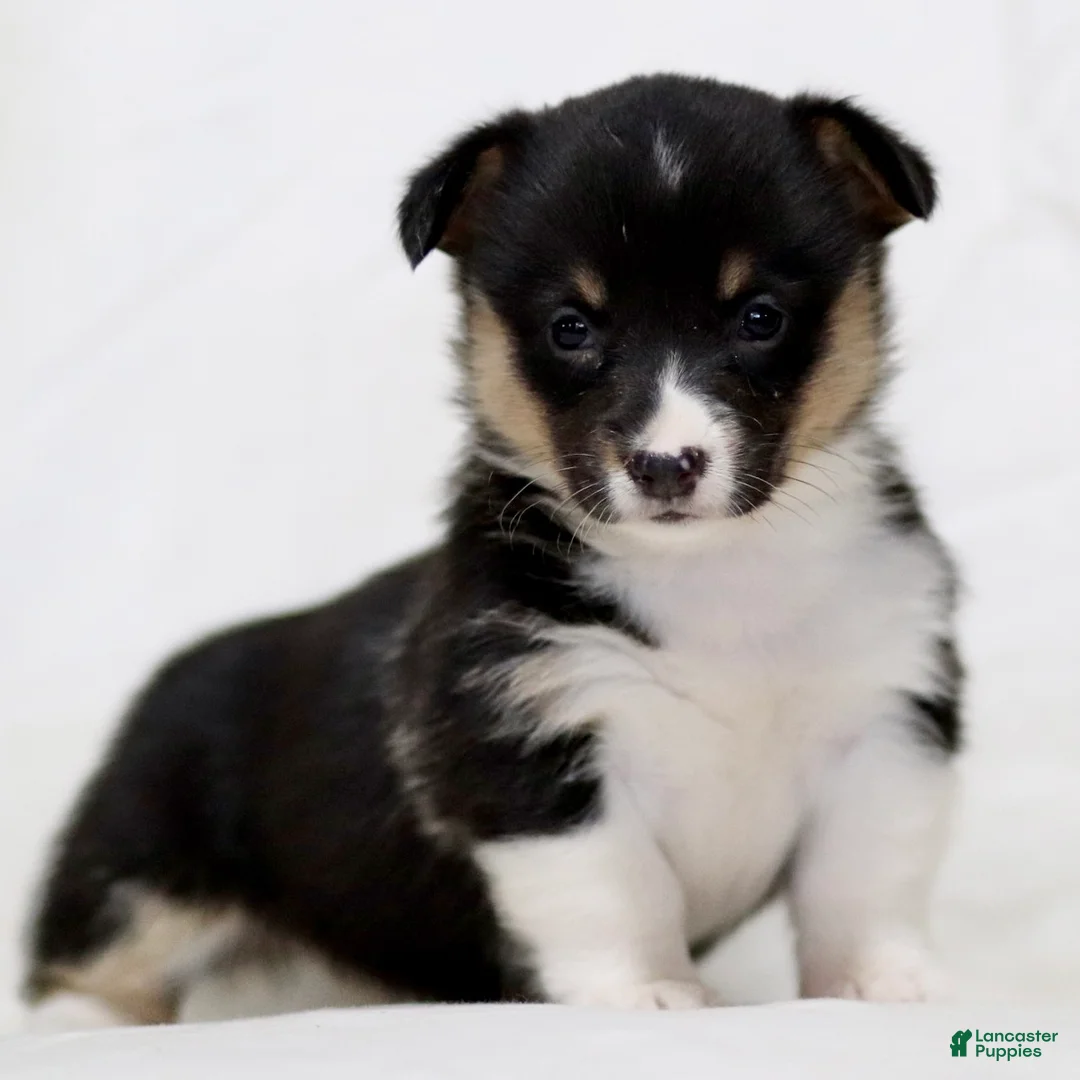American Corgi dogs for sale: Jenna - Ad 1