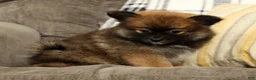 Pomeranian dogs for sale: Mandy - Ad 5