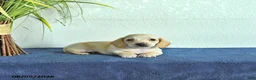Miniature Dachshund dogs for sale: Milo - Ad 4
