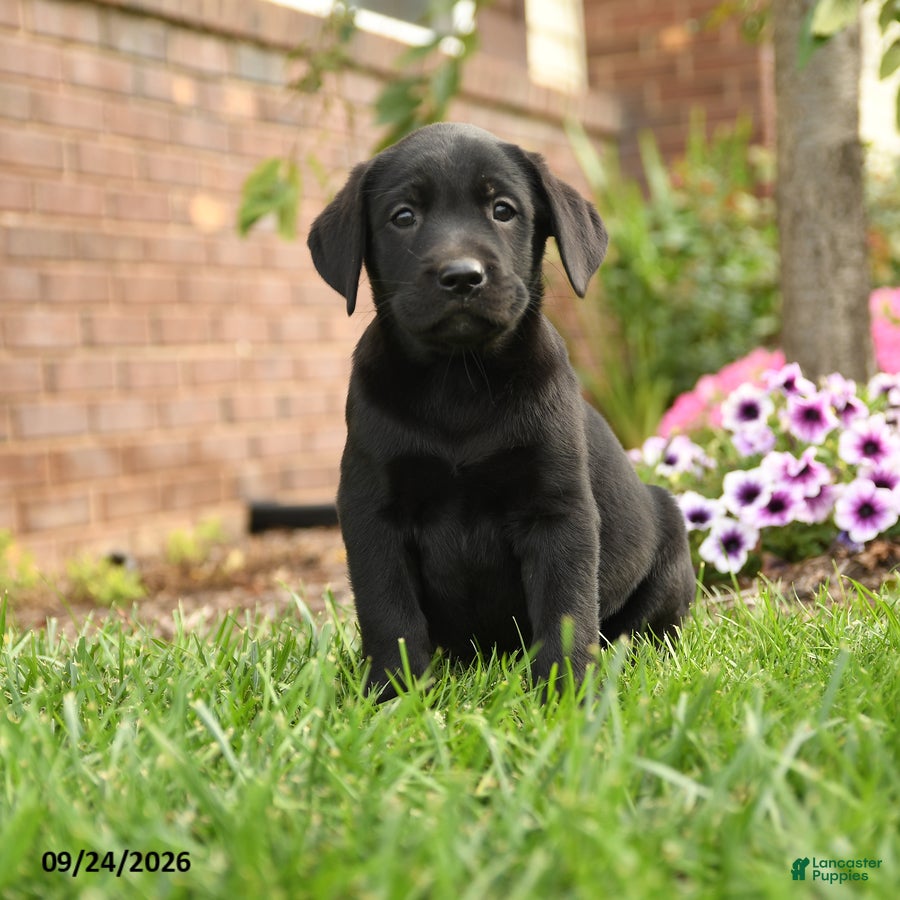 Labrador Retriever dogs Rosie - Ad 1