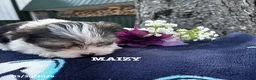 Morkie dogs for sale: Maizy - Ad 3