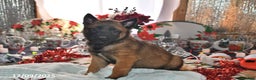 Belgian Malinois dogs for sale: Rex - Ad 3