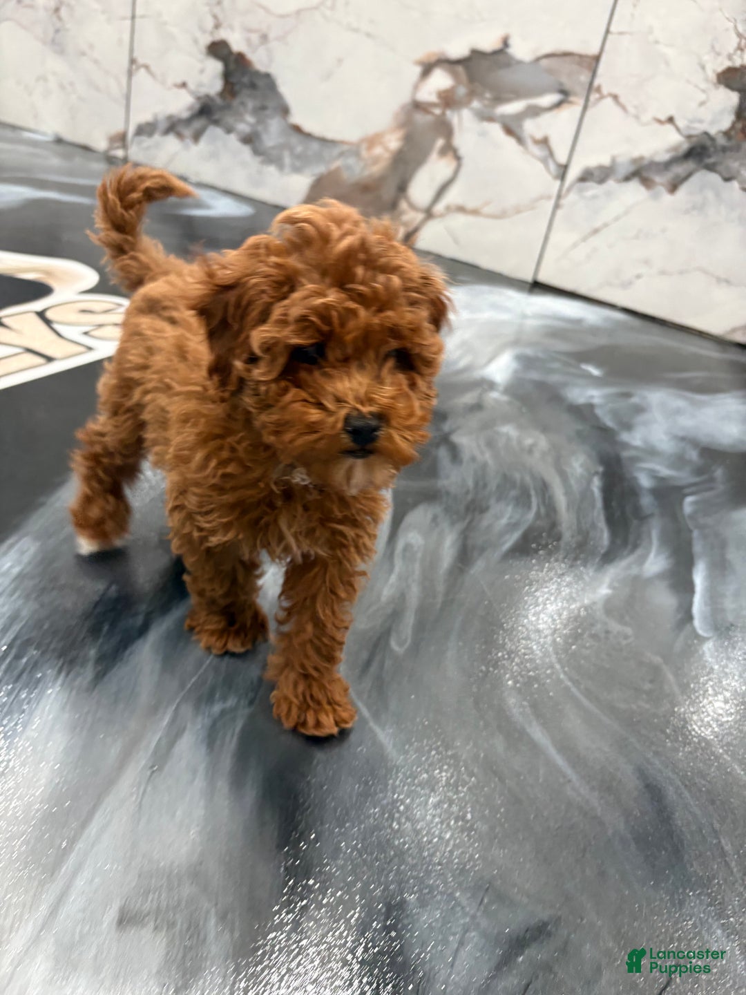 Toy Poodle dogs for sale: Toy Poodle Puppy 1 - Ad 1
