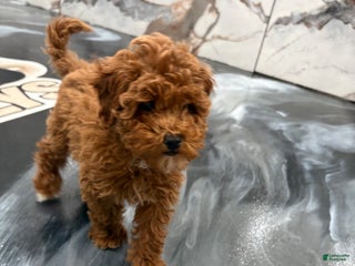 Toy Poodle dogs Toy Poodle Puppy 1 - Ad 31