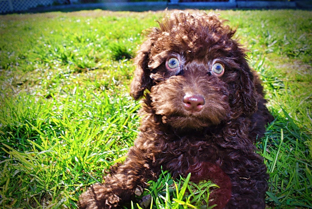 Havapoo dogs for sale: Isabella - Ad 18