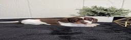 Dachshund dogs for sale: Aspen - Ad 3