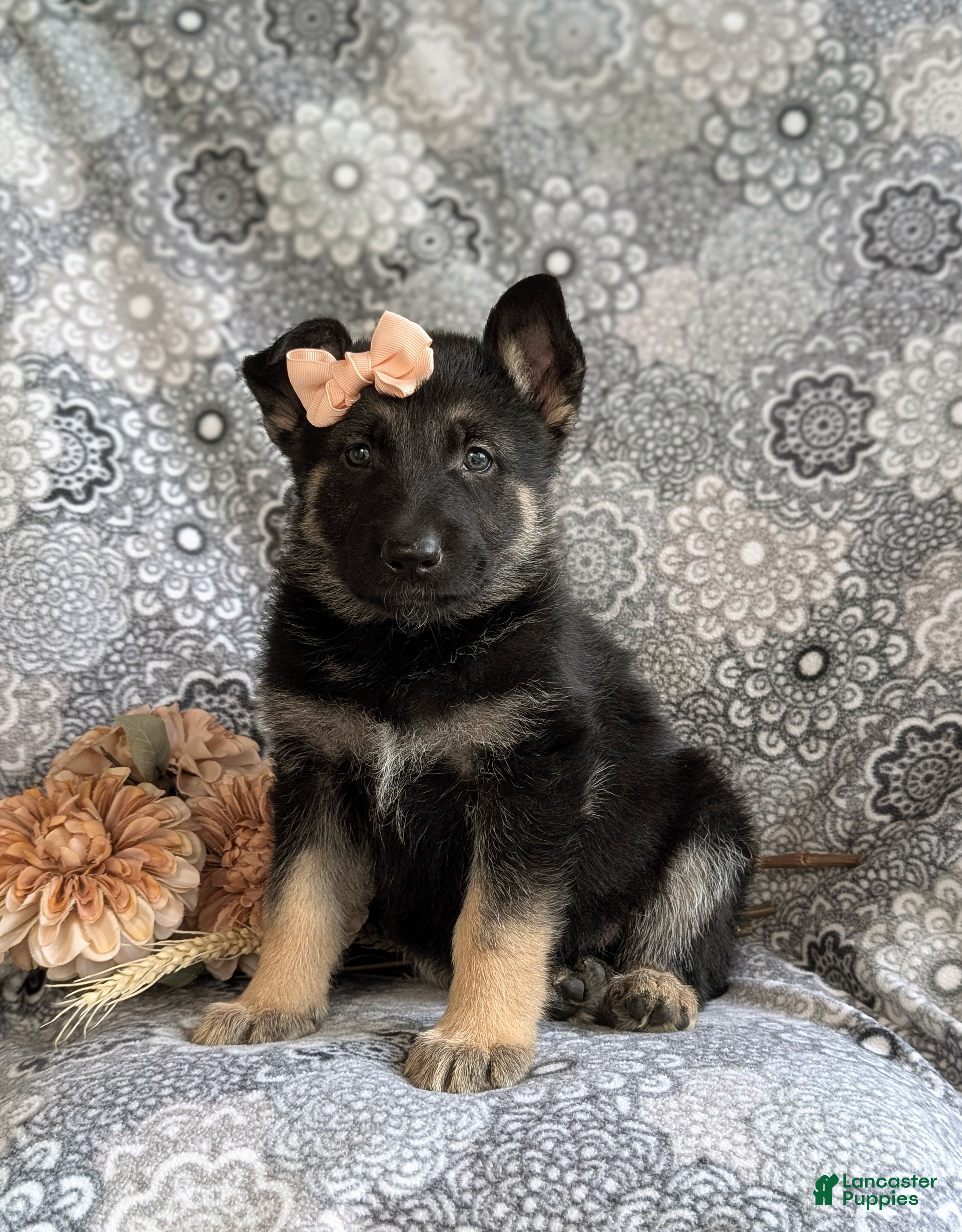 Mixed Breed dogs for sale: Brandy - Ad 2