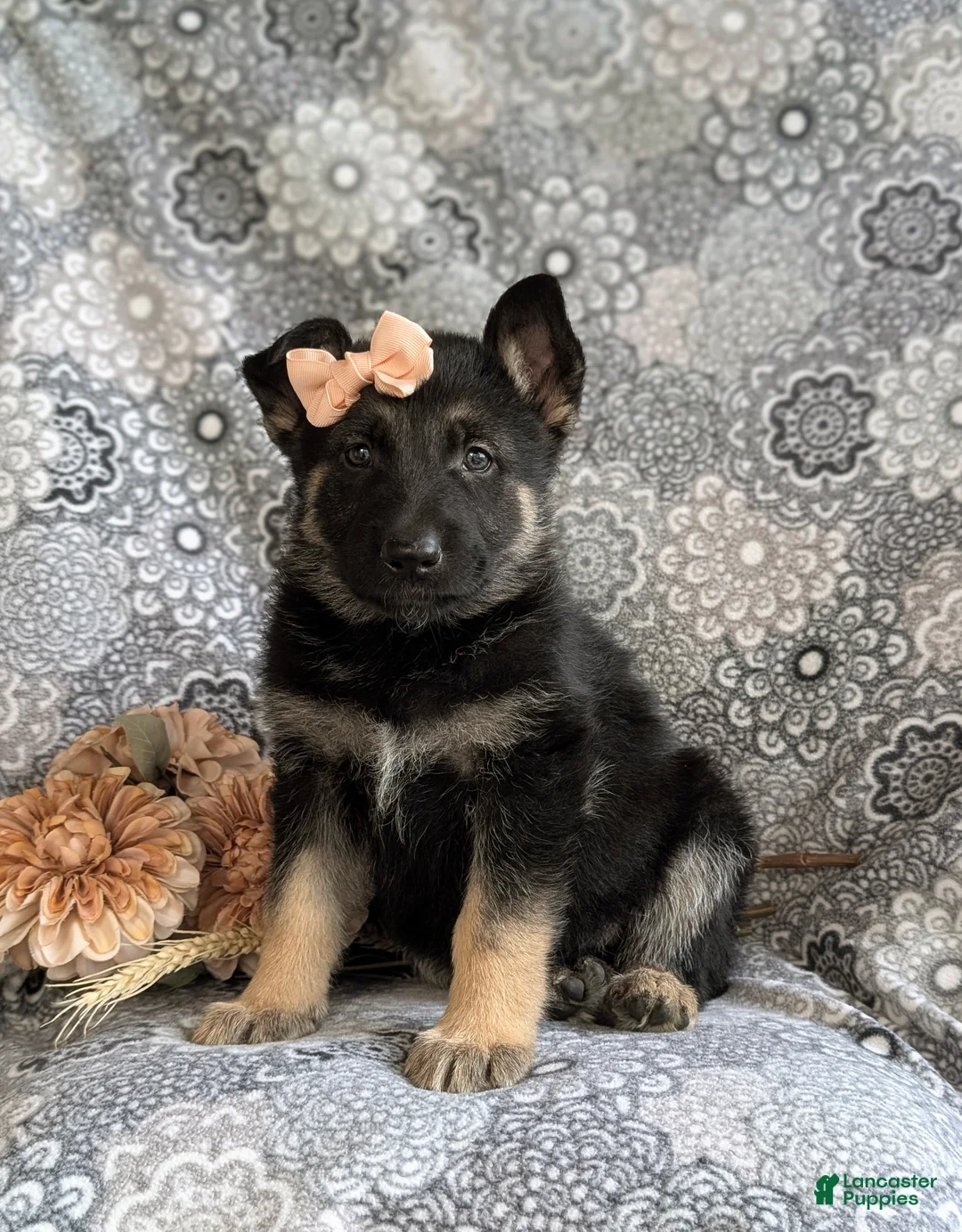 Mixed Breed dogs for sale: Brandy - Ad 1