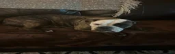 Mixed Breed dogs for sale: Rosalyn - Ad 3