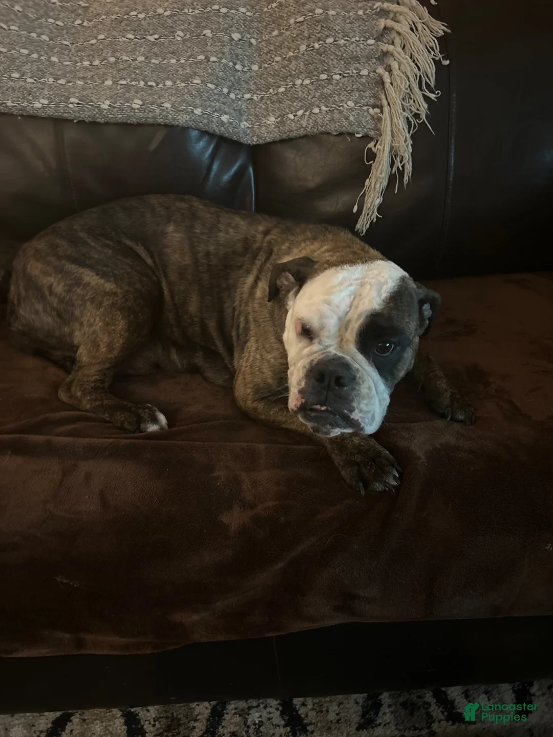 Mixed Breed dogs for sale: Reuben - Ad 2
