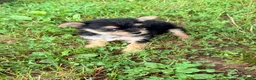 Morkie dogs for sale: Bolt - Ad 3