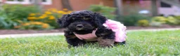 Bernedoodle dogs for sale: Paris - Ad 5