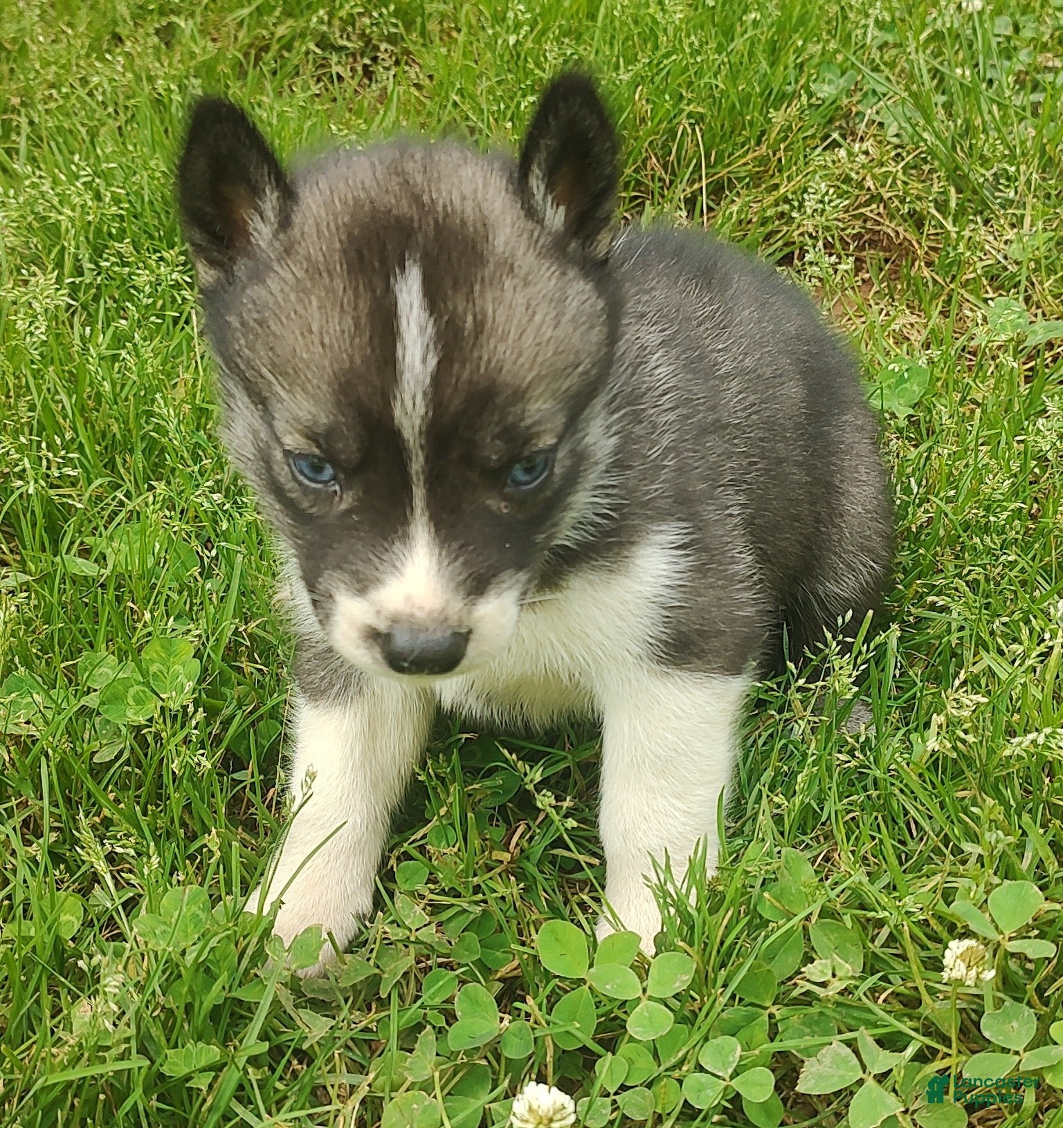 Siberian Husky dogs Sonya's male 3 - Ad 29