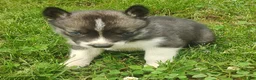 Siberian Husky dogs for sale: Sonya's male 3 - Ad 8