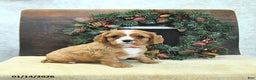 Cavalier King Charles Spaniel dogs for sale: Bozo - Ad 4