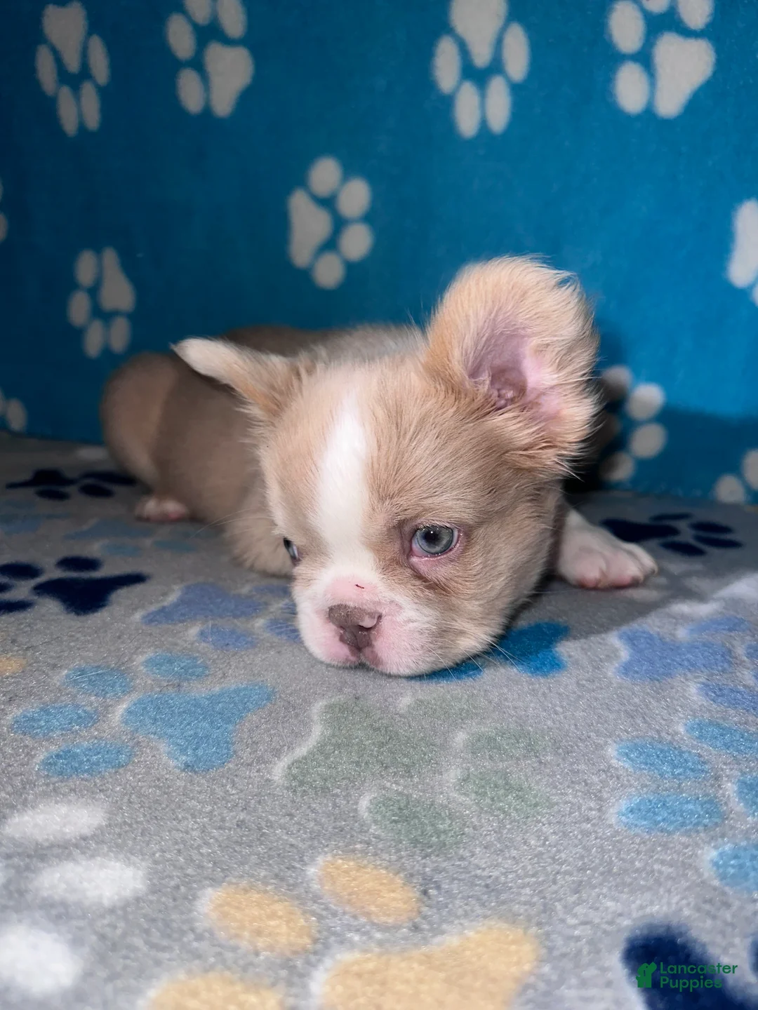 French Bulldog dogs for sale: Fatboy - Ad 2