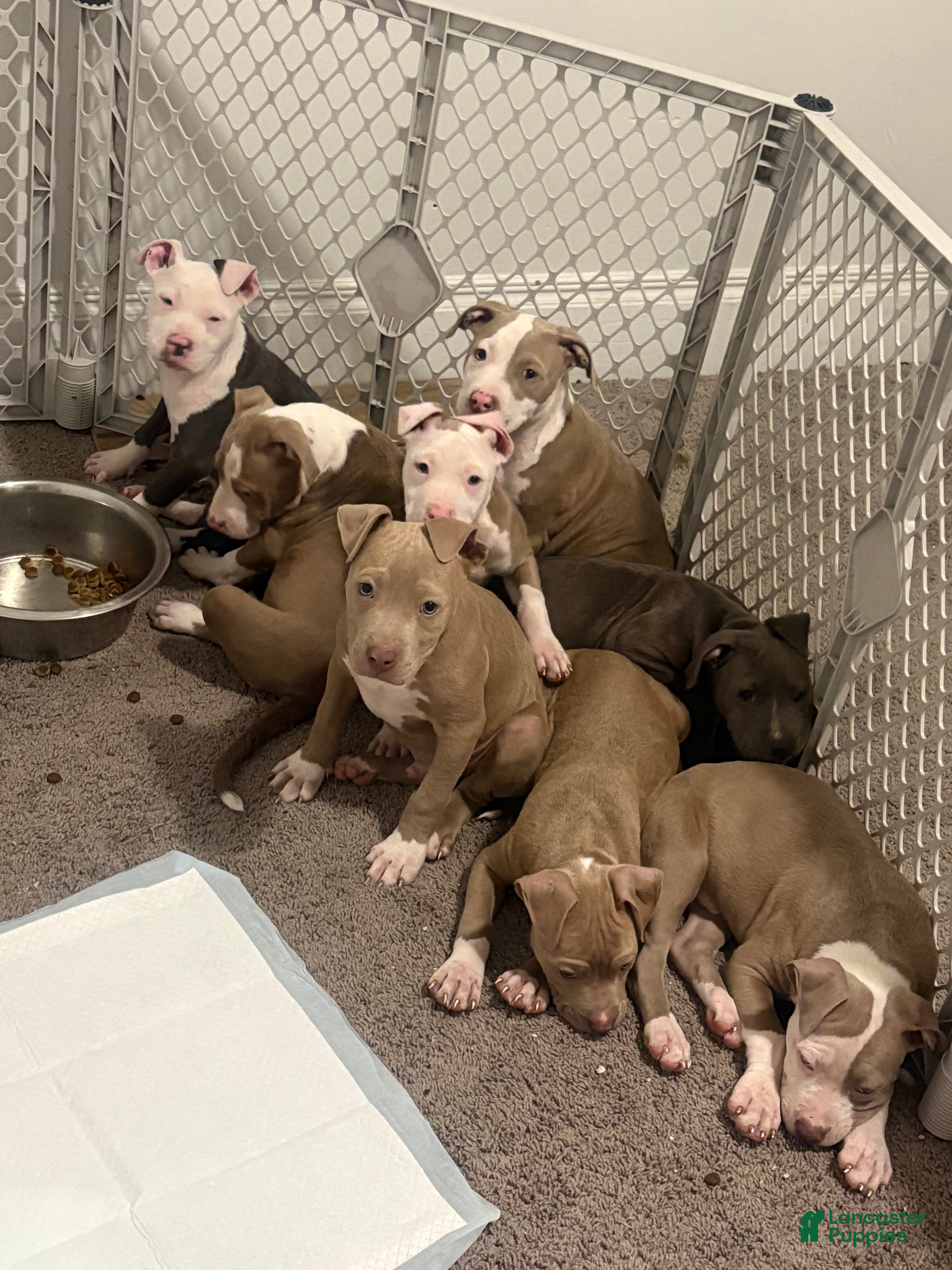 American Bully dogs American Bully Puppy 1 - Ad 2