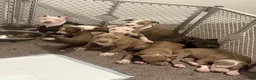 American Bully dogs for sale: American Bully Puppy 1 - Ad 2