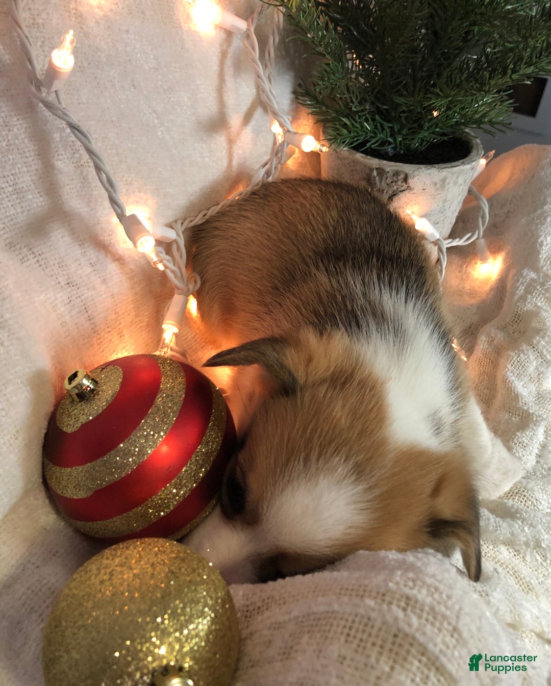 Welsh Corgi Pembroke dogs for sale: Noelle  - Ad 6