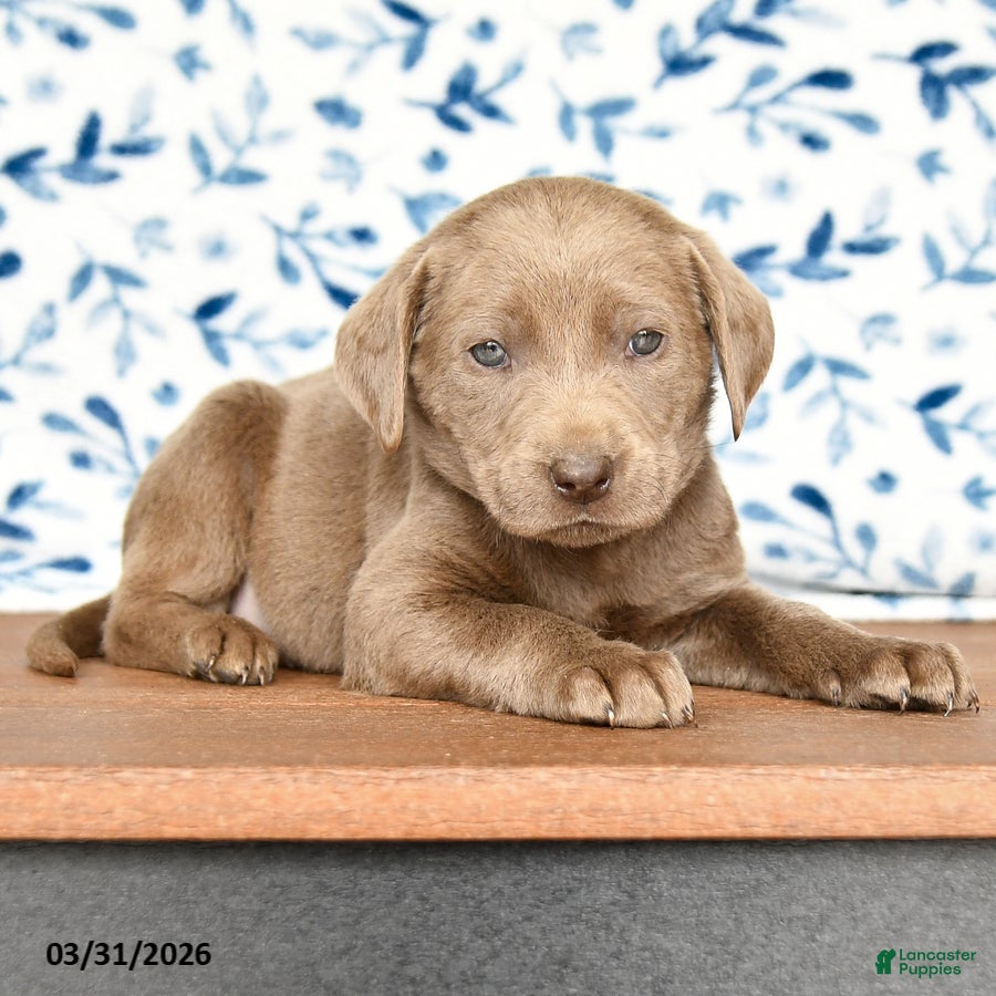 Labrador Retriever dogs Gabby - Ad 2